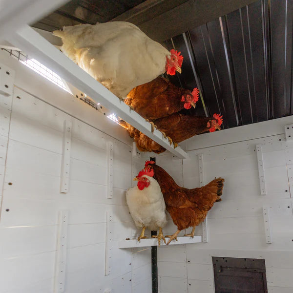 Sweetwater Chicken Coop
